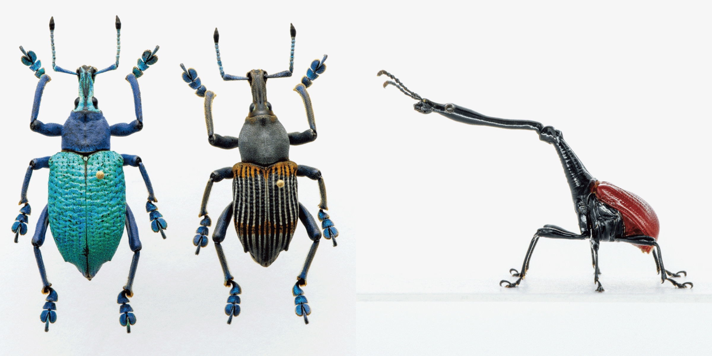 モードな虫図鑑 やたらと長ーく進化する不思議な虫 ゾウムシ8種類を紹介 ブルータス Brutus Jp