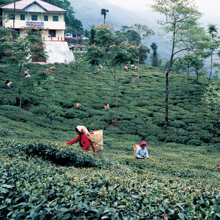 インド／ダージリン地方の茶摘み作業