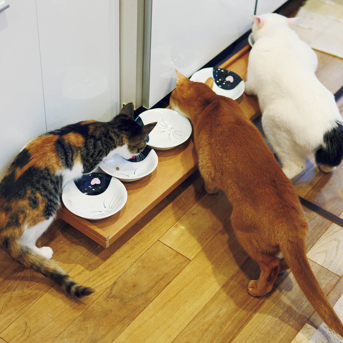 猫の食事風景