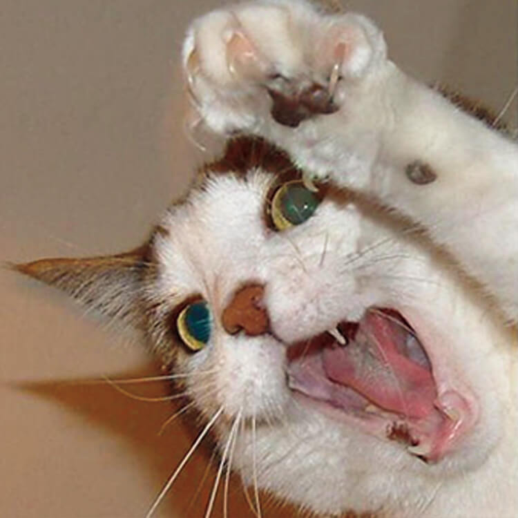 猫