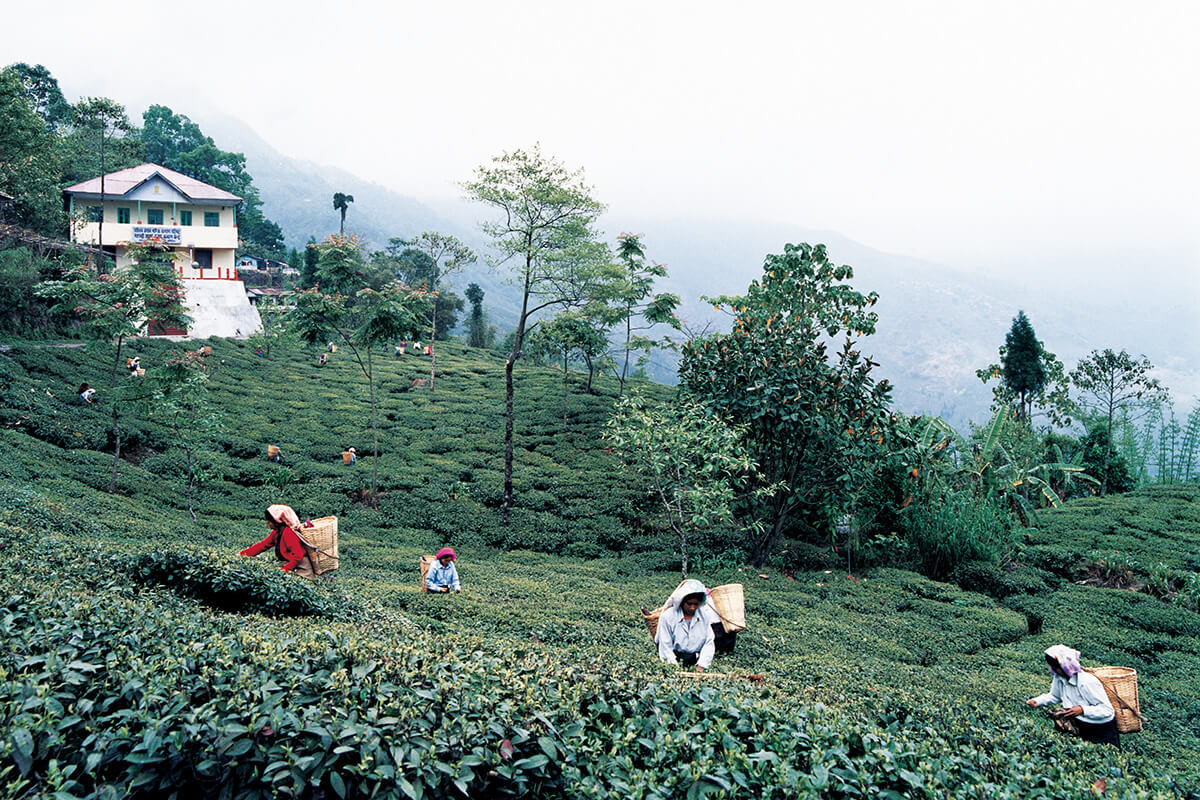 インド／ダージリン地方の茶摘み作業