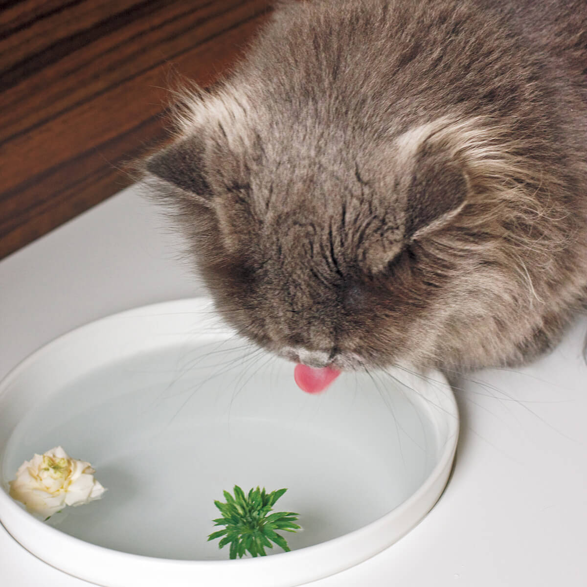 猫用水飲み容器