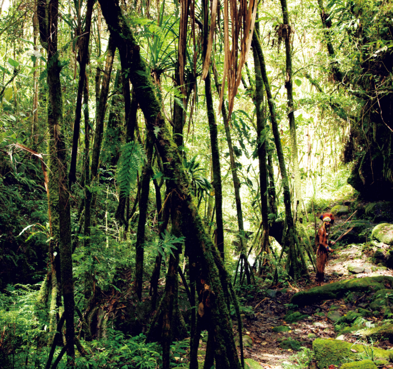 ニューギニア島ハイランドの森、南洋に残った秘境の密林。精霊と"森の人のすむ地へ。