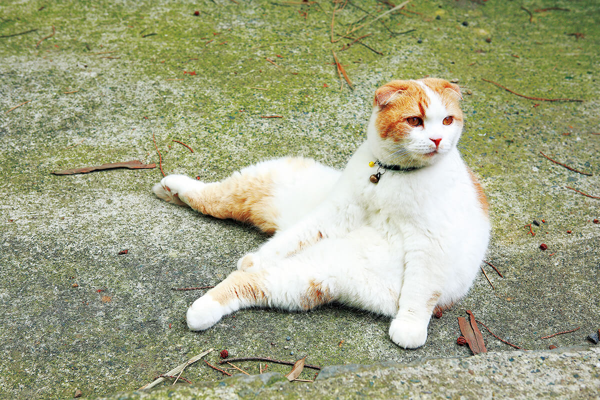 養老孟司の飼い猫 まる