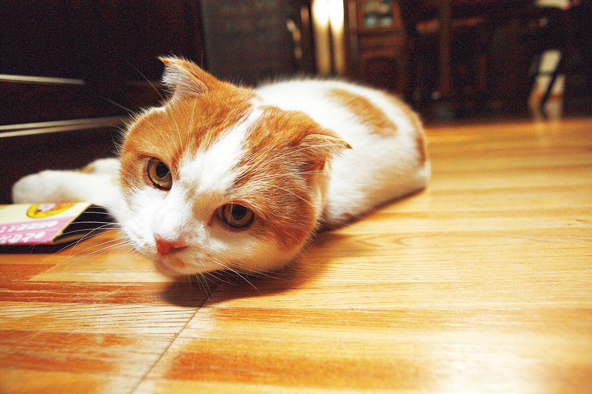 養老孟司の飼い猫 まる