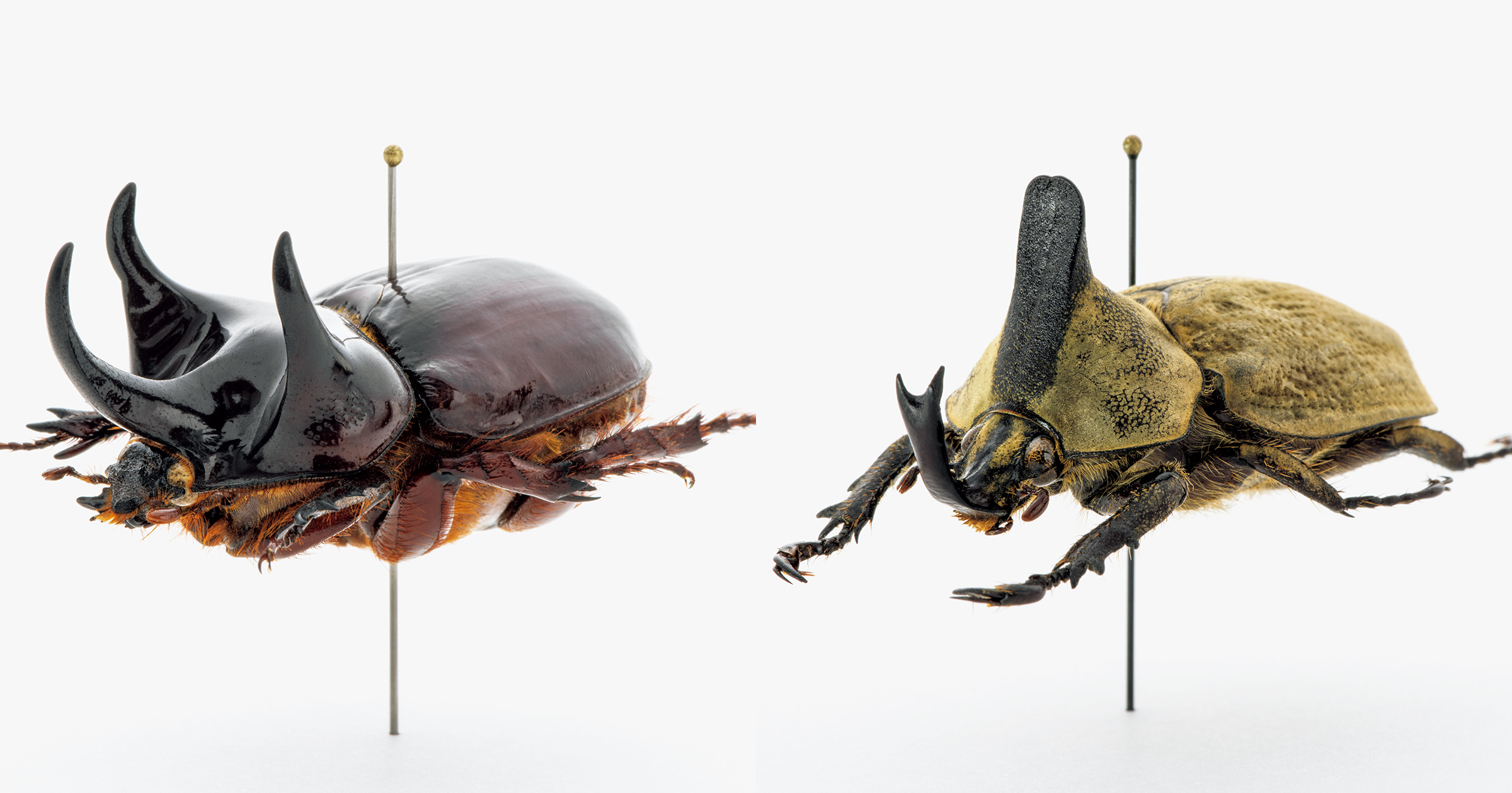 モードな虫図鑑 角のある昆虫の王様からの 珍種選抜 カブトムシ5種類を紹介 ブルータス Brutus Jp