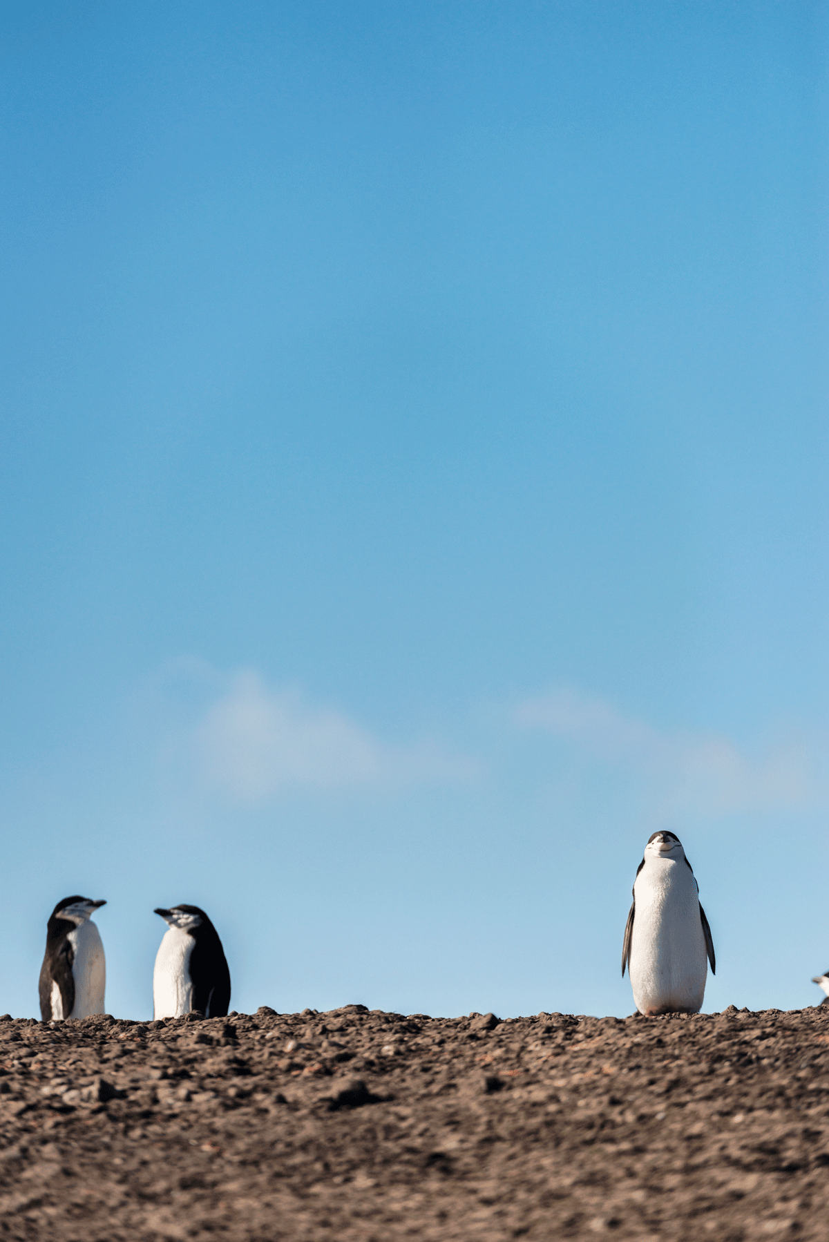 南極_ヒゲペンギン