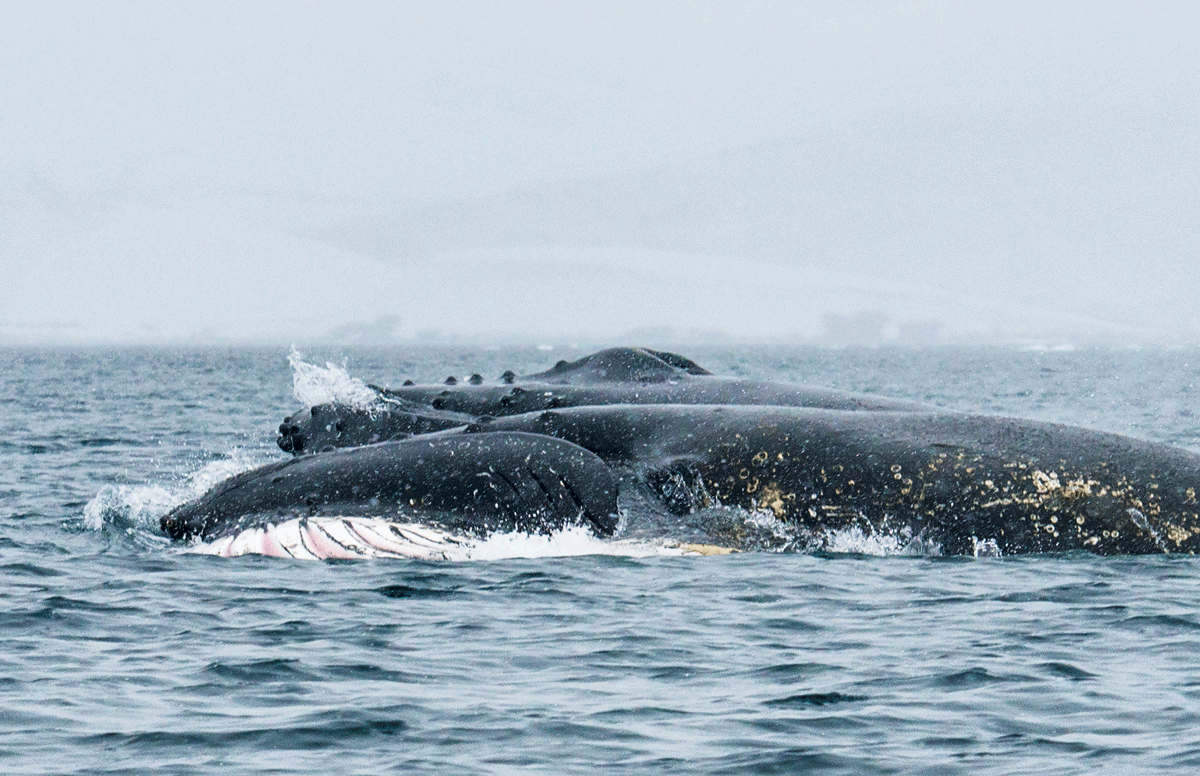 南極_ザトウクジラの群れ
