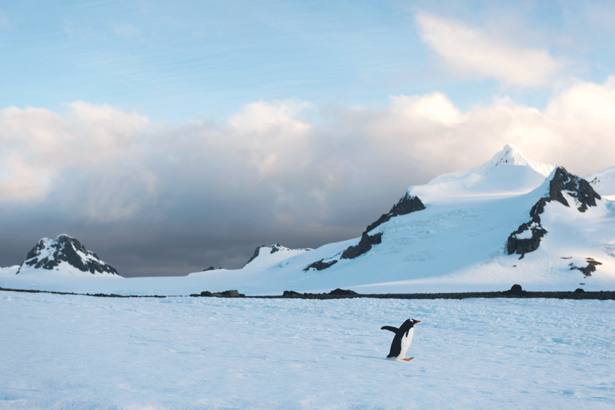 南極_ペンギン