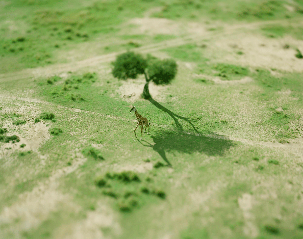 giraffe》2008_Naoki Honjo