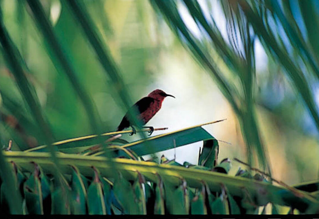 鮮やかな赤を身にまとったミクロネシア連邦の国鳥、ミツスイ