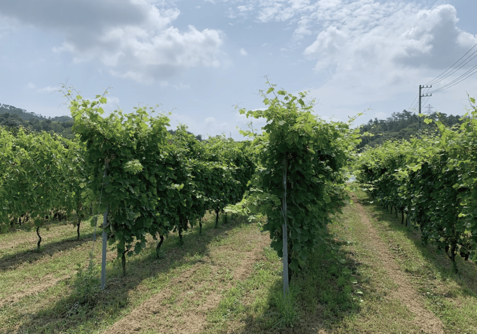 長野・小県郡青木村のワイナリー〈ファンキーシャトー〉の葡萄畑