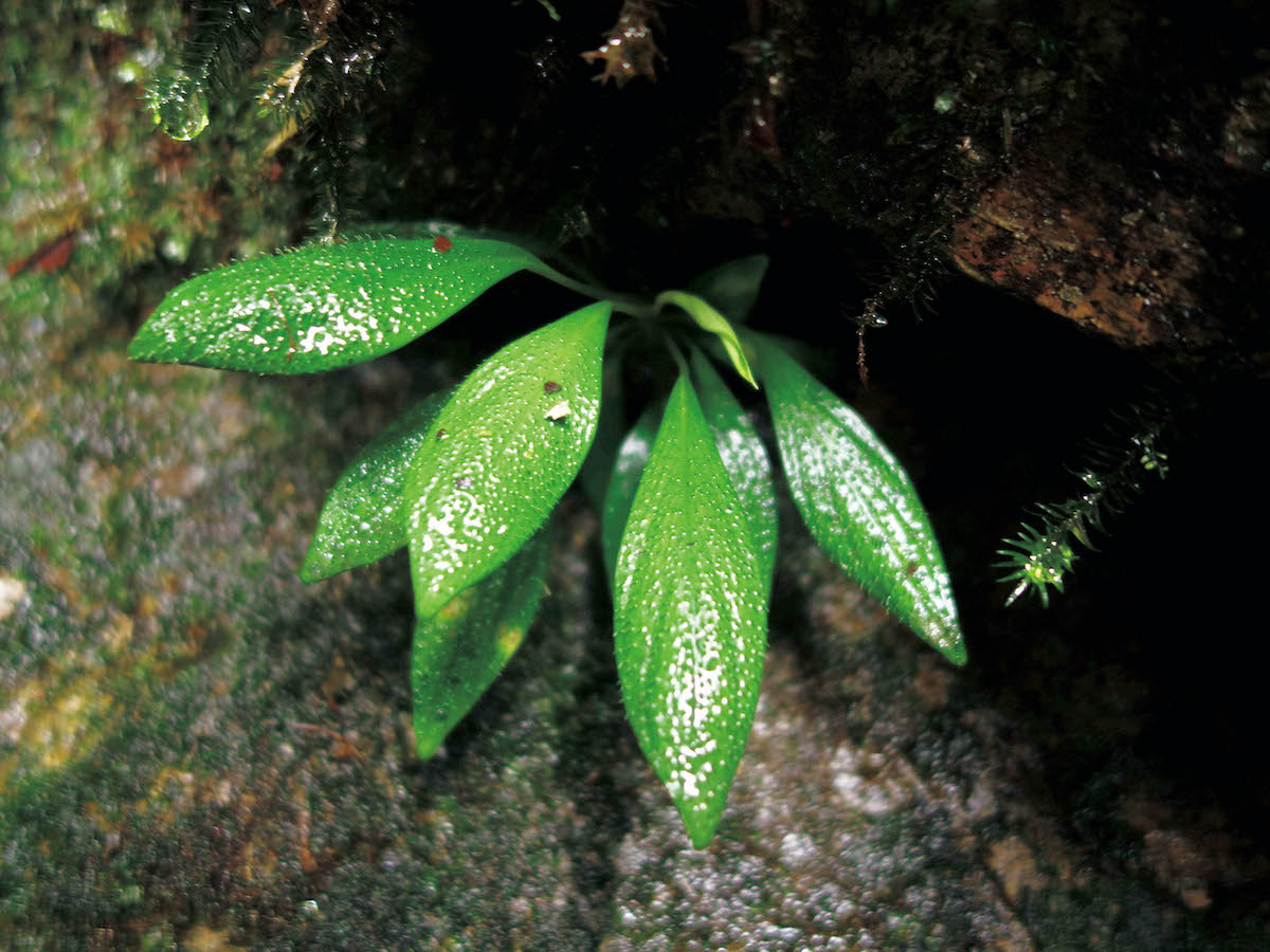 BRUTUS ブルータス　珍奇植物　ホマロメナ