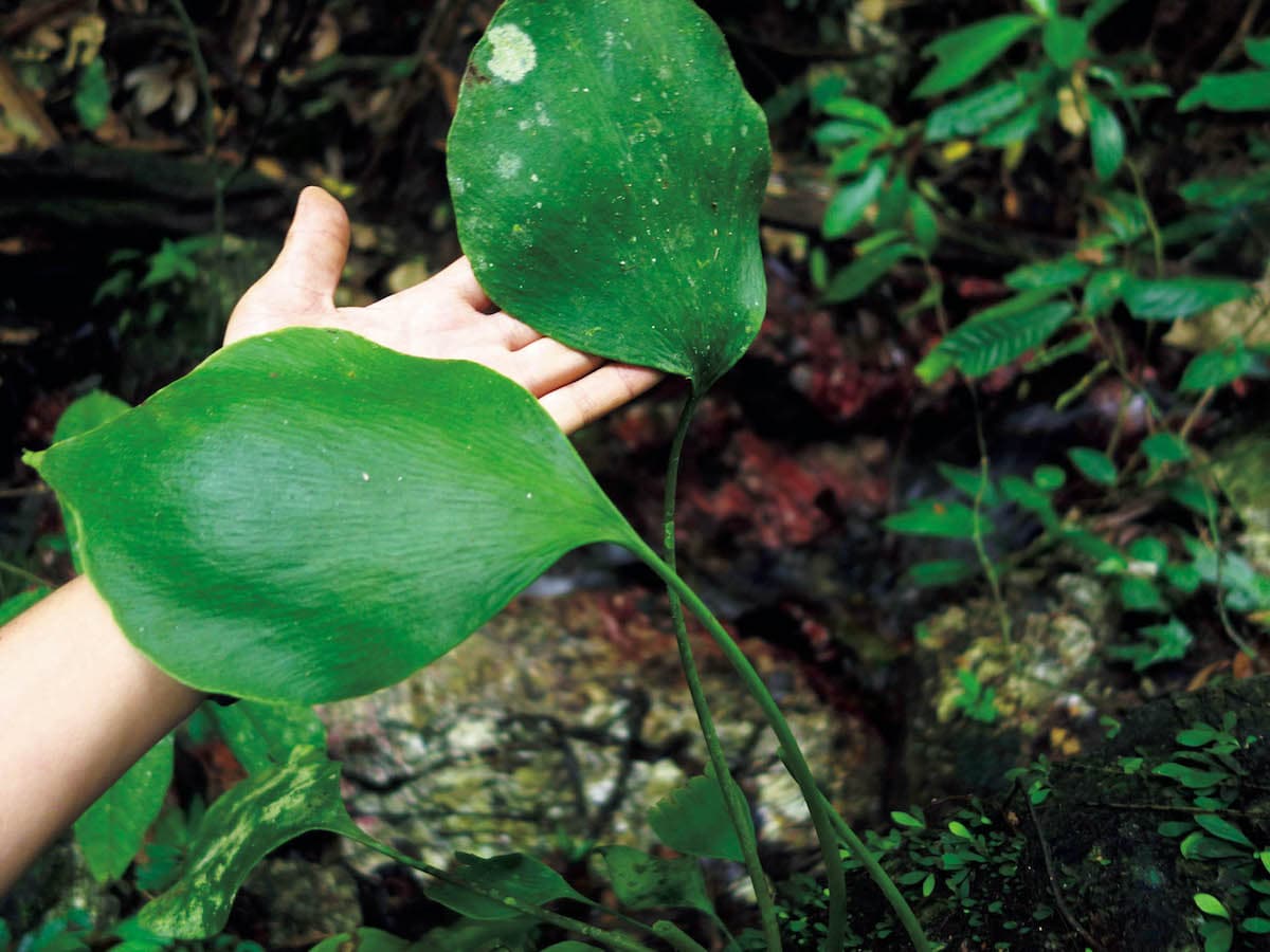 BRUTUS ブルータス　珍奇植物　巨大タキミシダ