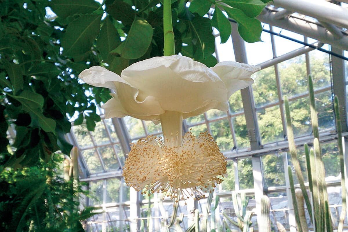 〈京都府立植物園〉園内