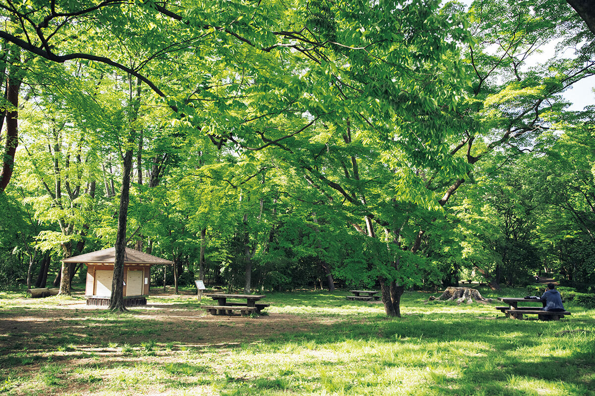 京都御苑 母と子の森