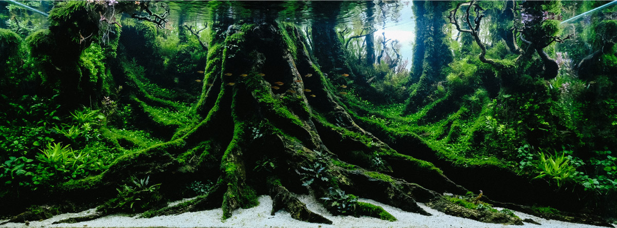 IAPLC「Ancient Tree／太古の巨木」YOYO PRAYOGI