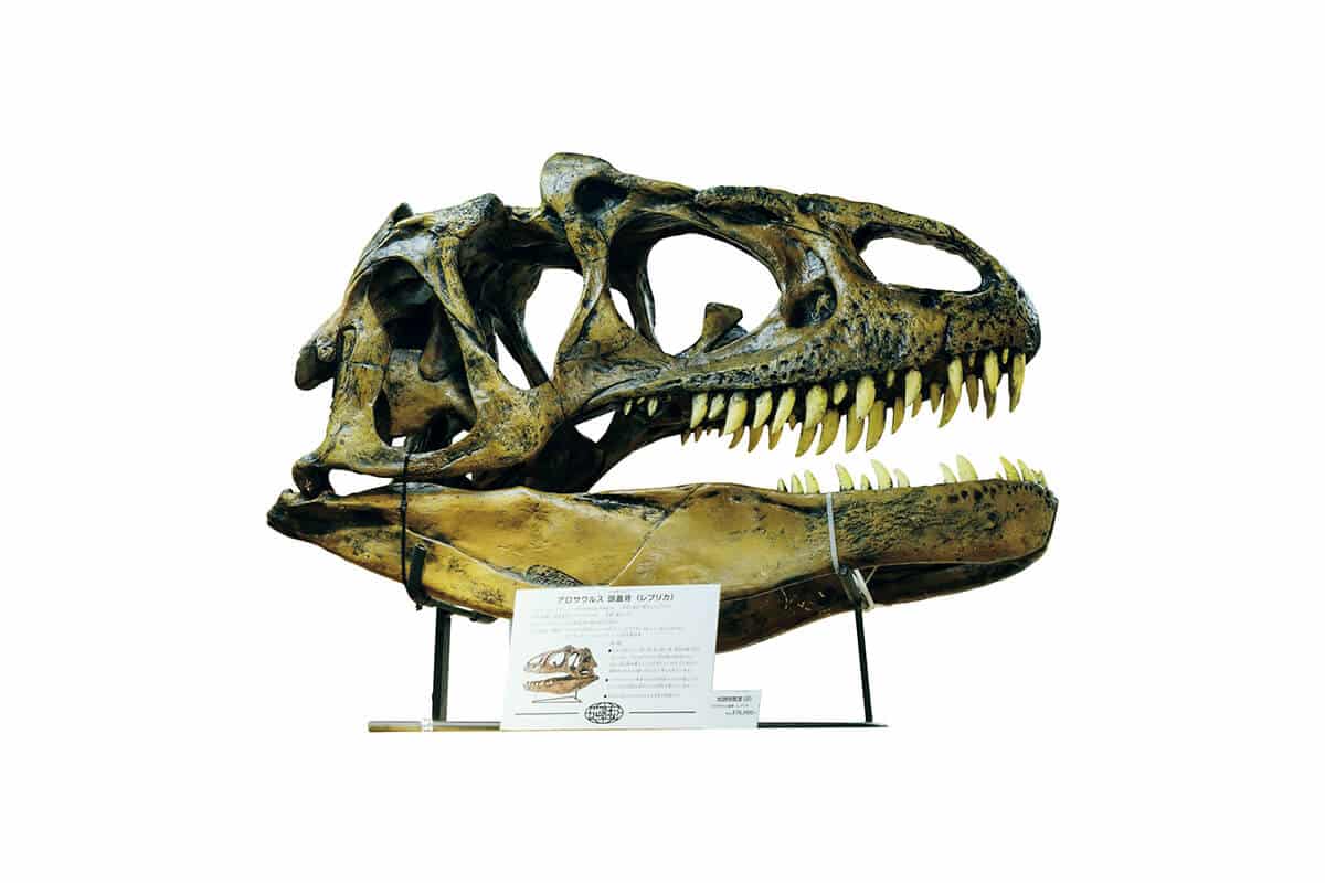東急ハンズ名古屋店 地球研究室にある恐竜の化石