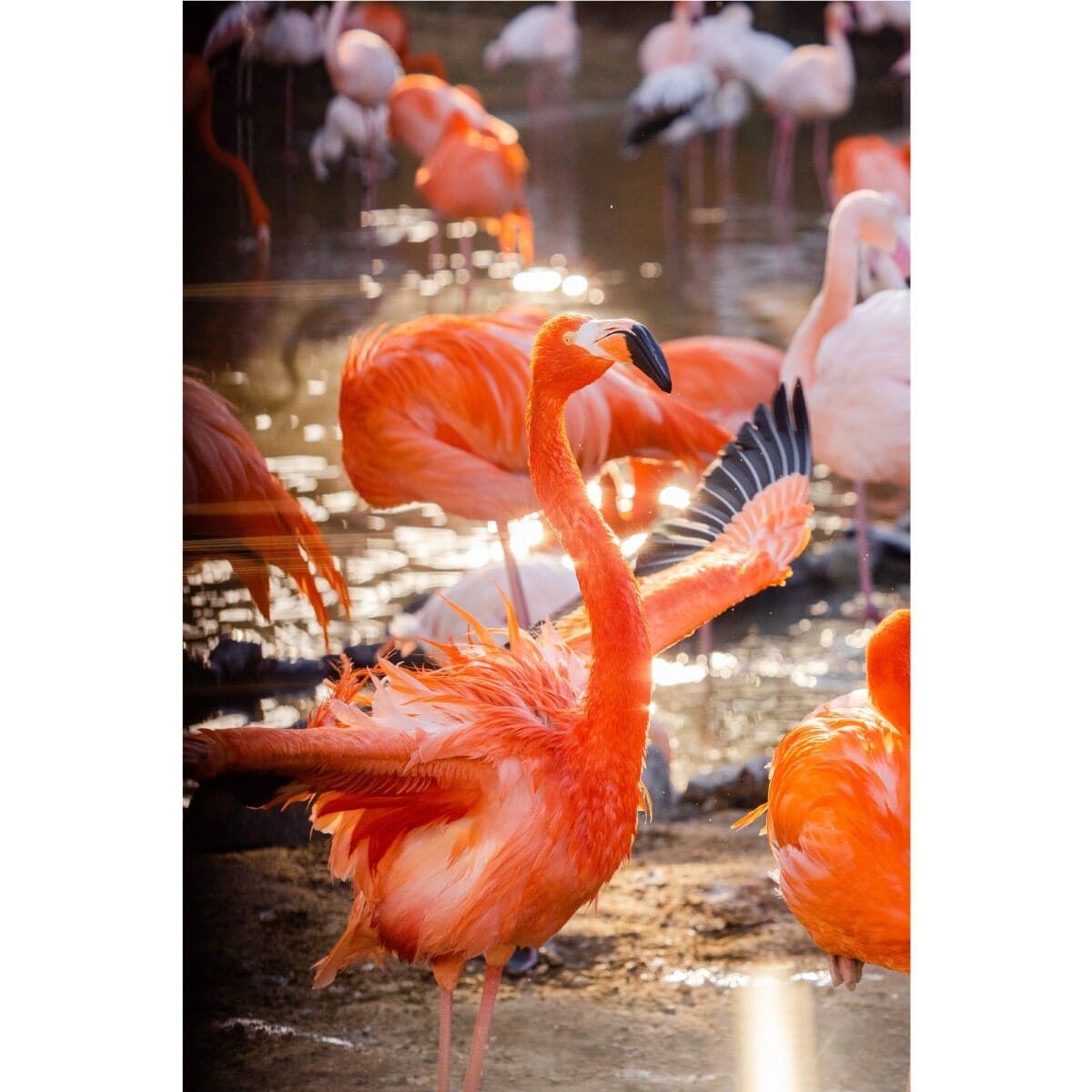 〈神戸市立王子動物園〉のベニイロフラミンゴ