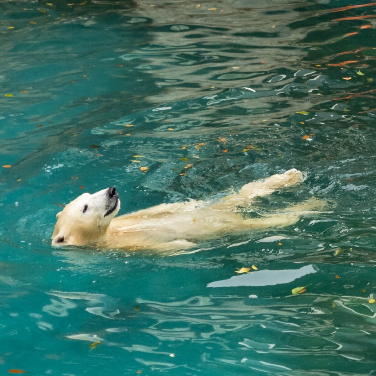 天王寺動物園のホッキョクグマ、ホウちゃん