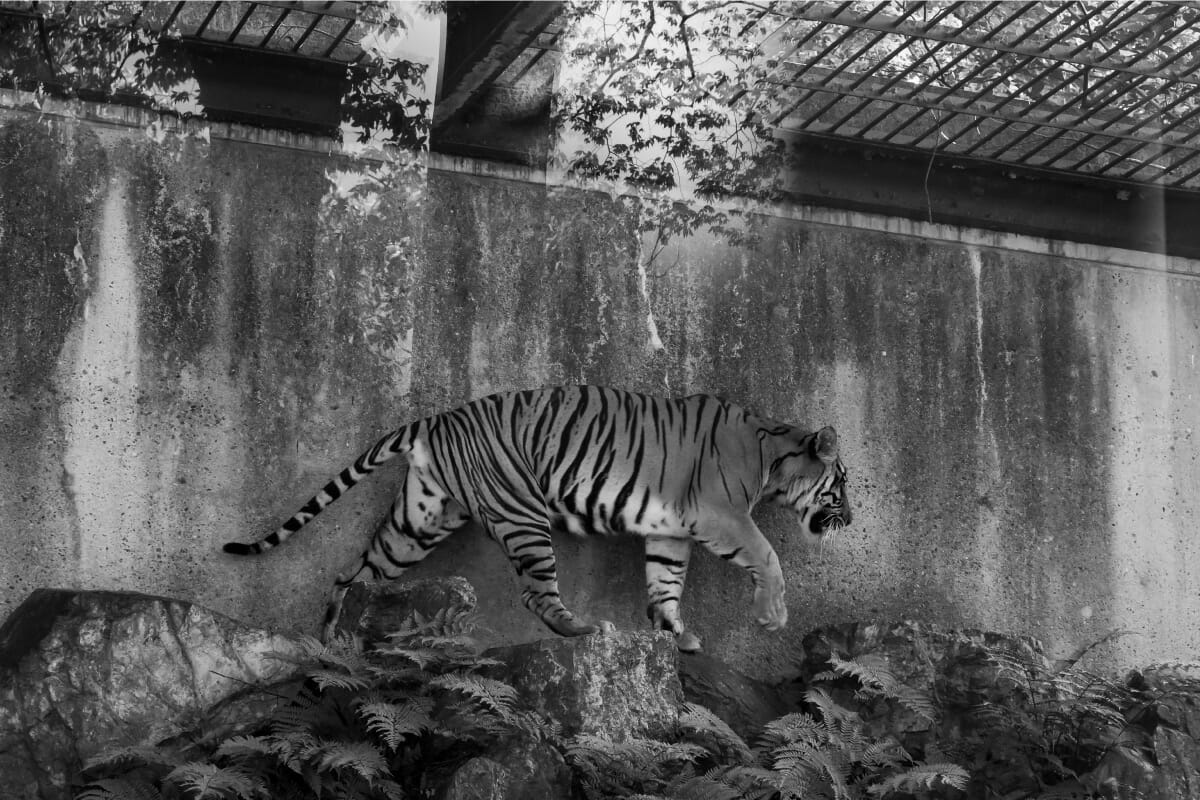 東山動植物園のスマトラトラ