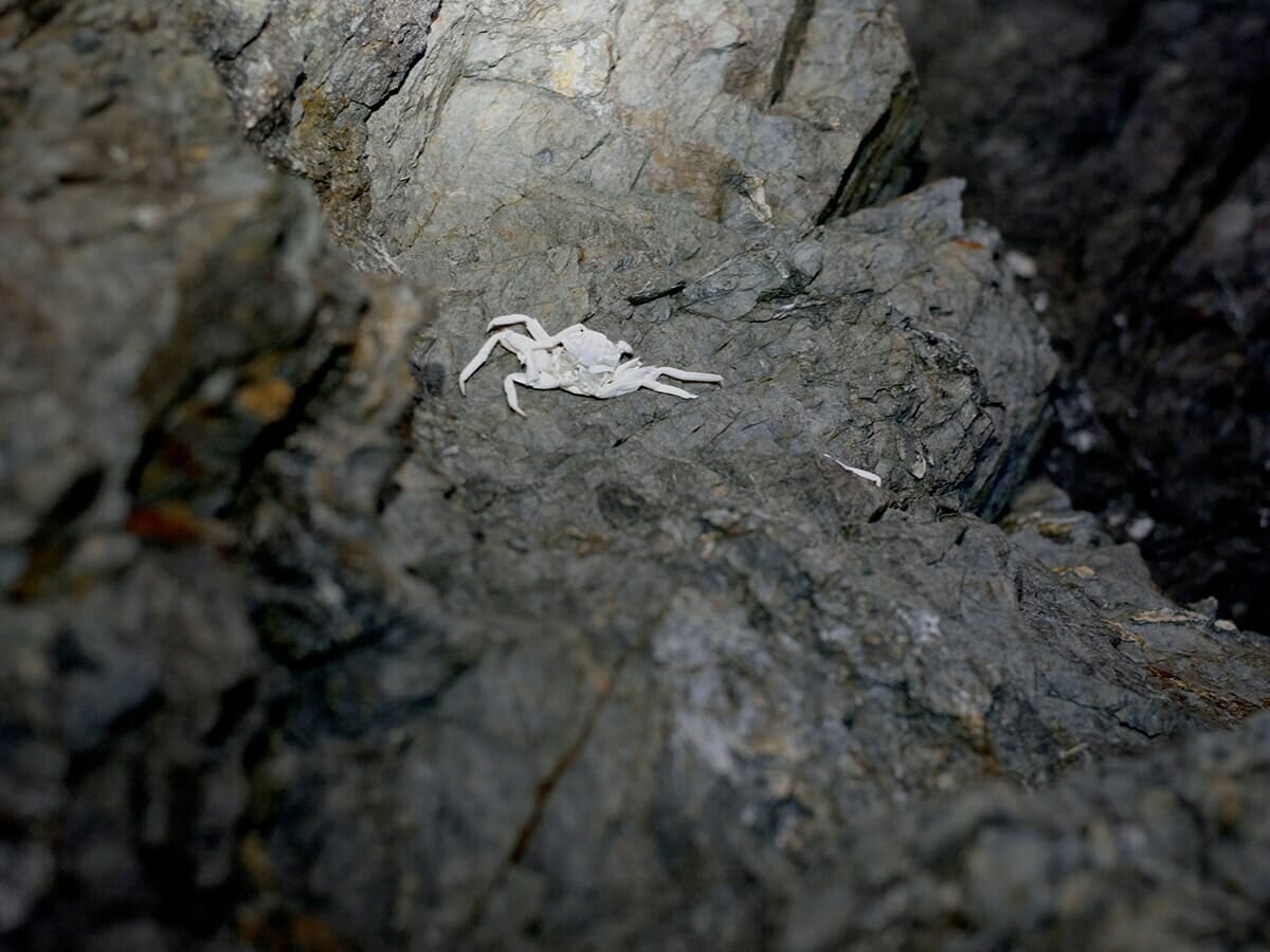 在本彌生さんの写真 奄美大島のカニの死骸