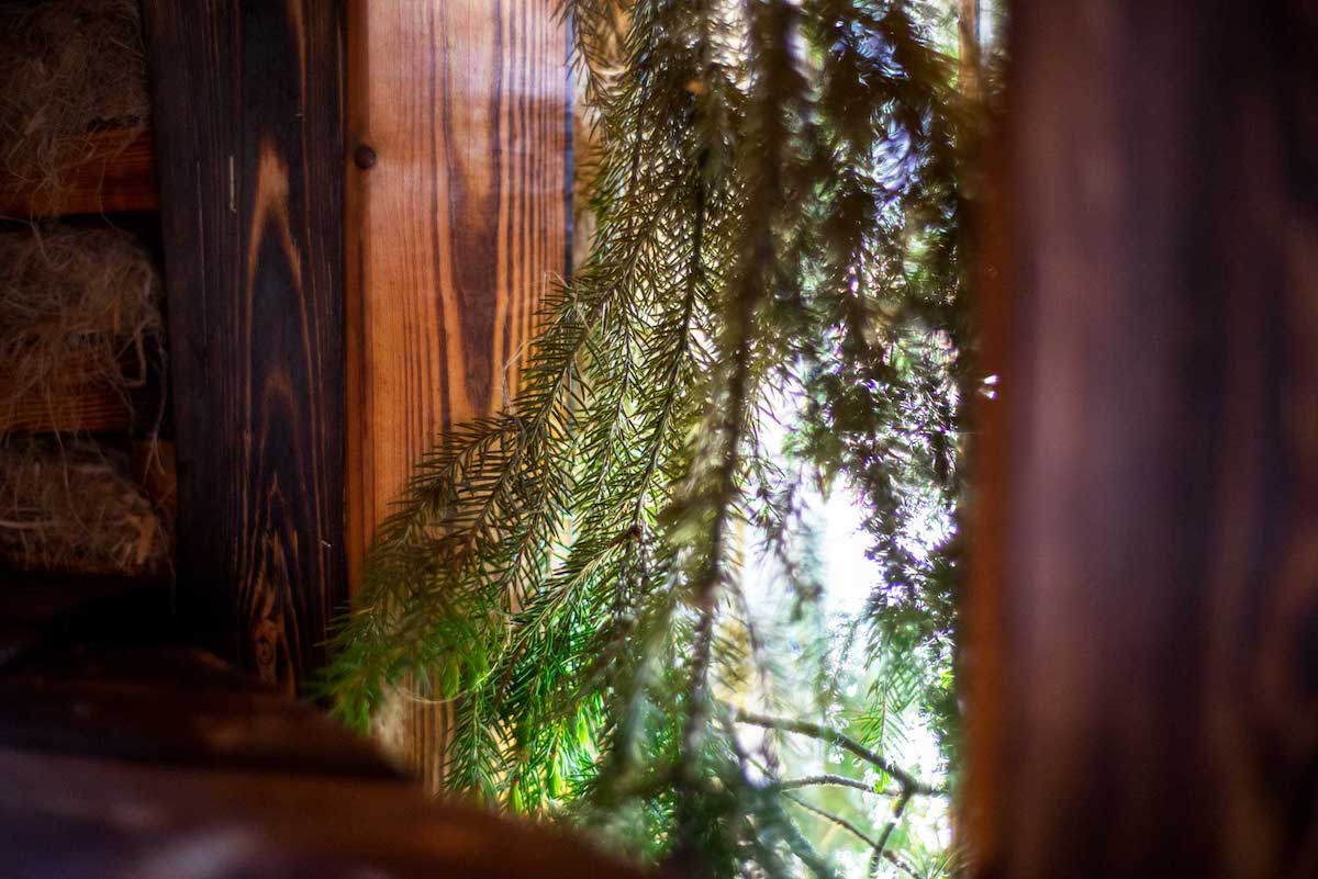 サウナ室の窓際に植物を配置することで、視覚的にも森を感じさせてくれる。