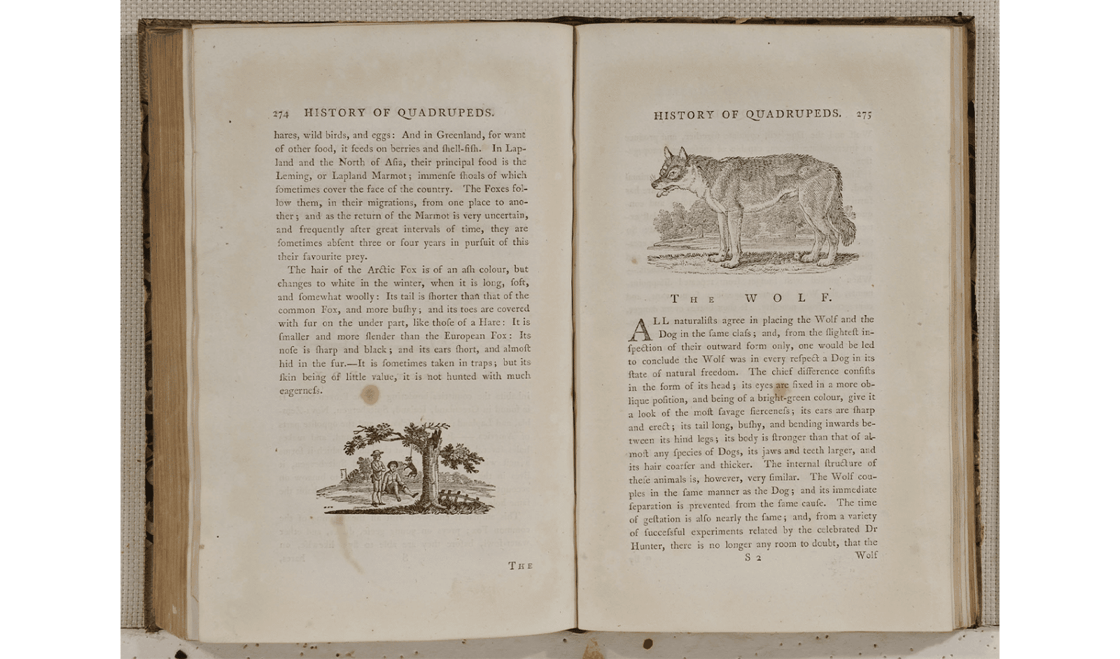 トマス・ビューイック画『四足獣概説』（1790年刊、町田市立国際版画美術館蔵）。18世紀後半に登場した木口木版（こぐちもくはん）は、硬い木に彫ることで、精緻な線描を可能にしたイギリス固有の技術。博物学的な図版により爆発的な流行のキッカケに。