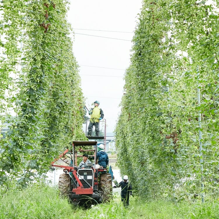 岩手県遠野市の日本産ホップの生産地へ。クラフトビールのFarm to Table Vol.1