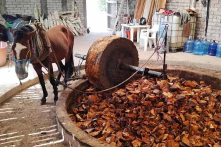 タオナと呼ばれる大きな石臼を、馬や牛の力で動かしてアガベジュースを搾る