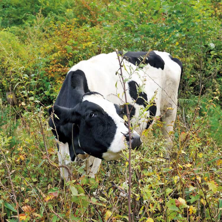 岩手〈吉塚農場〉の牛