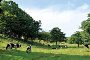 おいしい牧場物語！岩手県田野畑村〈吉塚農場〉の山地酪農牛乳 | ブルータス| BRUTUS.jp