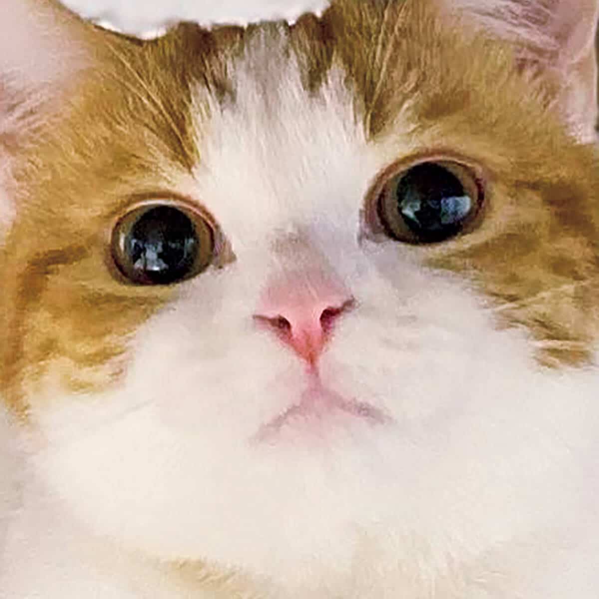 猫の顔