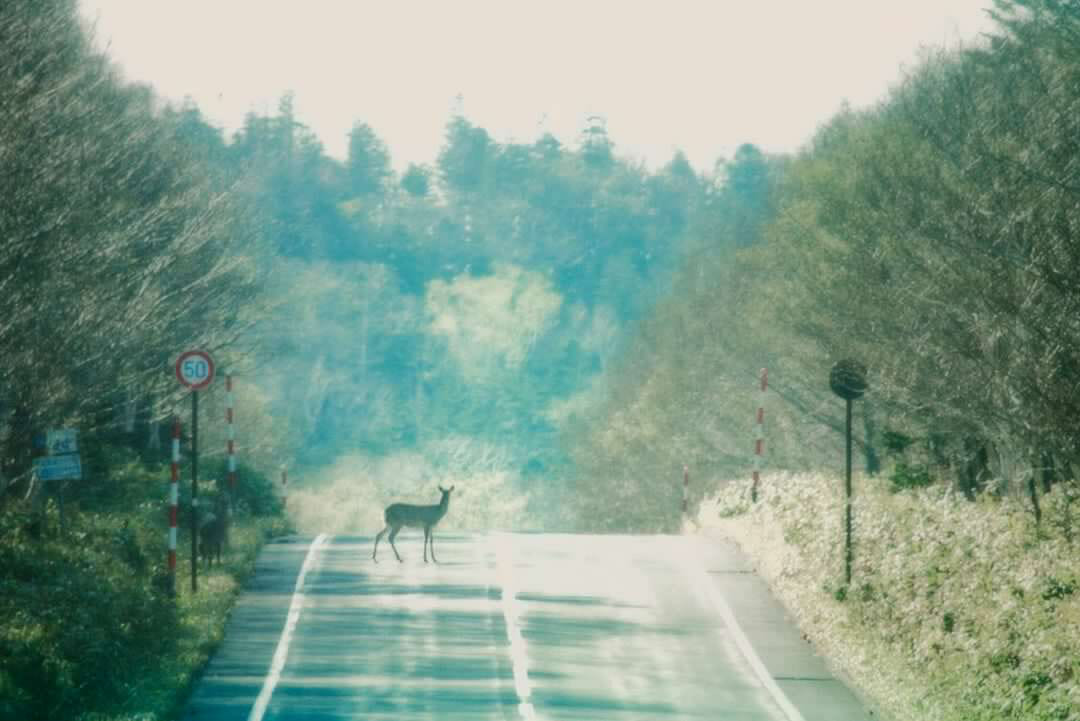 川村喜一が撮った鹿の写真