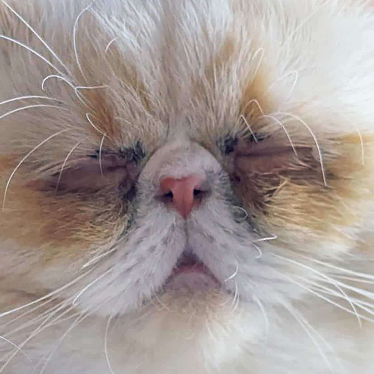 猫の顔