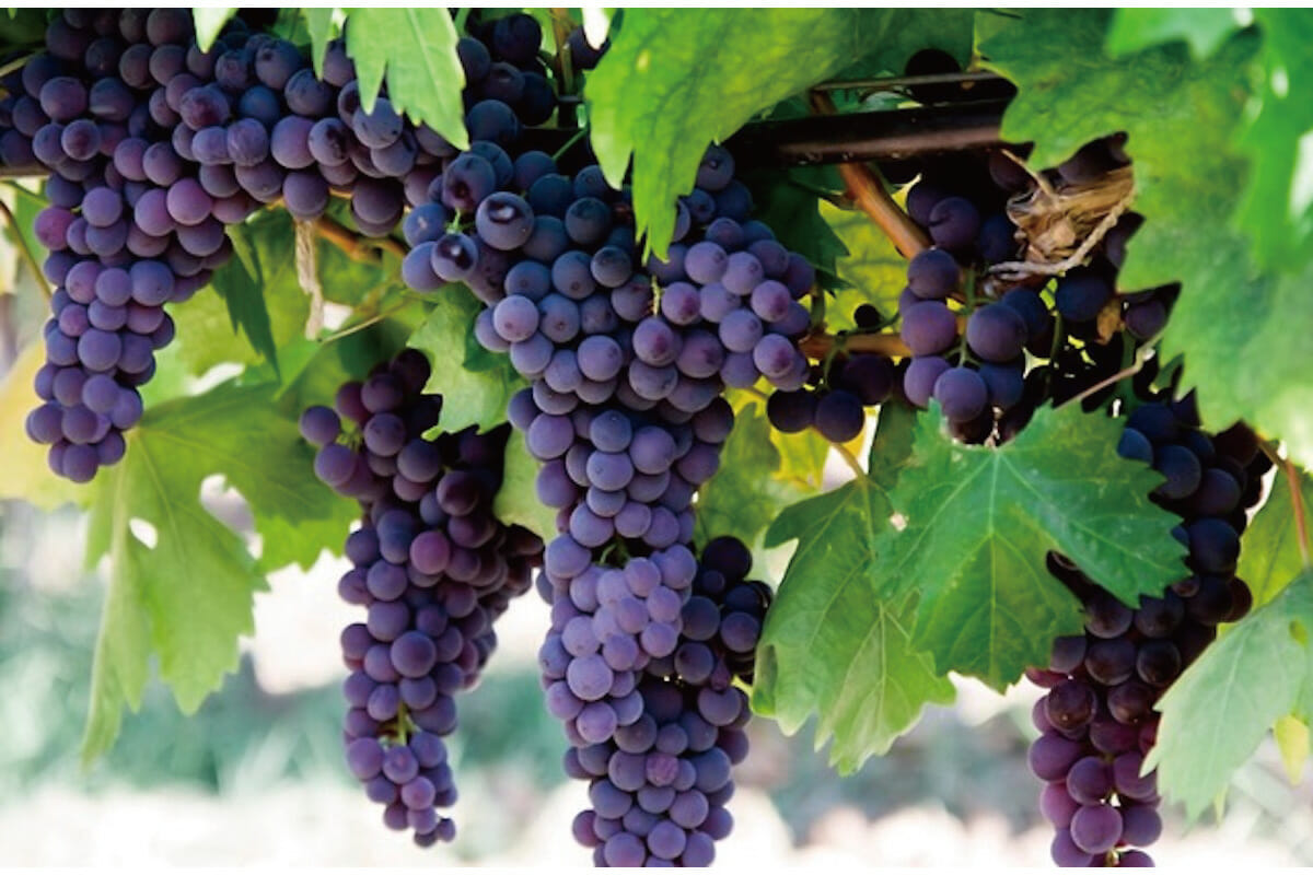 抗酸化作用の高いブドウ