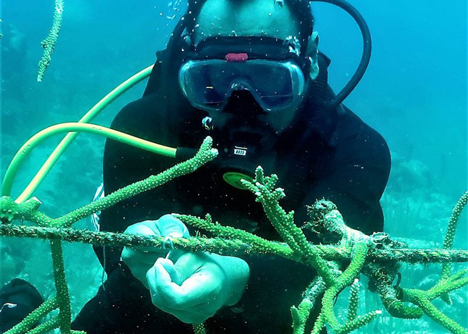 海洋生態系保護プログラムのためにサンゴを修復中のスタッフ