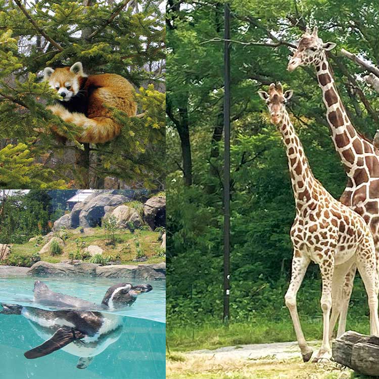 長野市茶臼山動物園のレッサーパンダ、飯田市立動物園のフンボルトペンギン、天王寺動物園のキリン