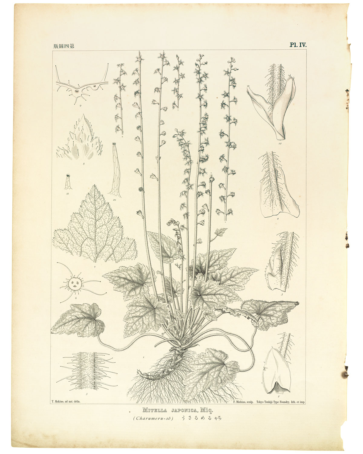 博士の手によるシコクチャルメルソウの植物図