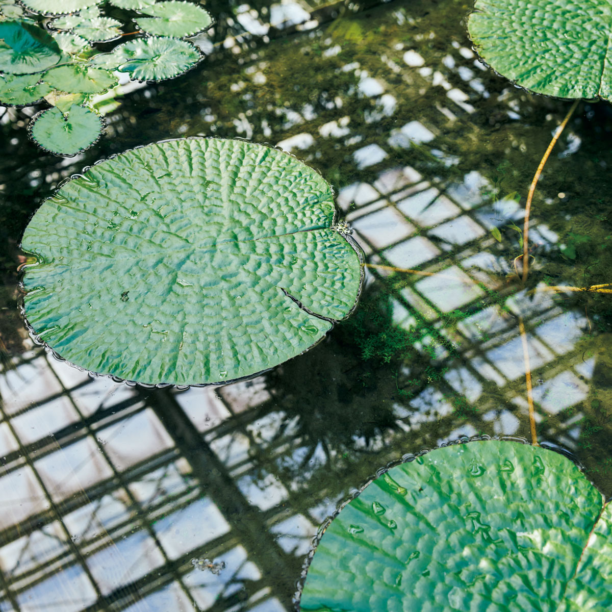 温室の池に浮かぶオオオニバス