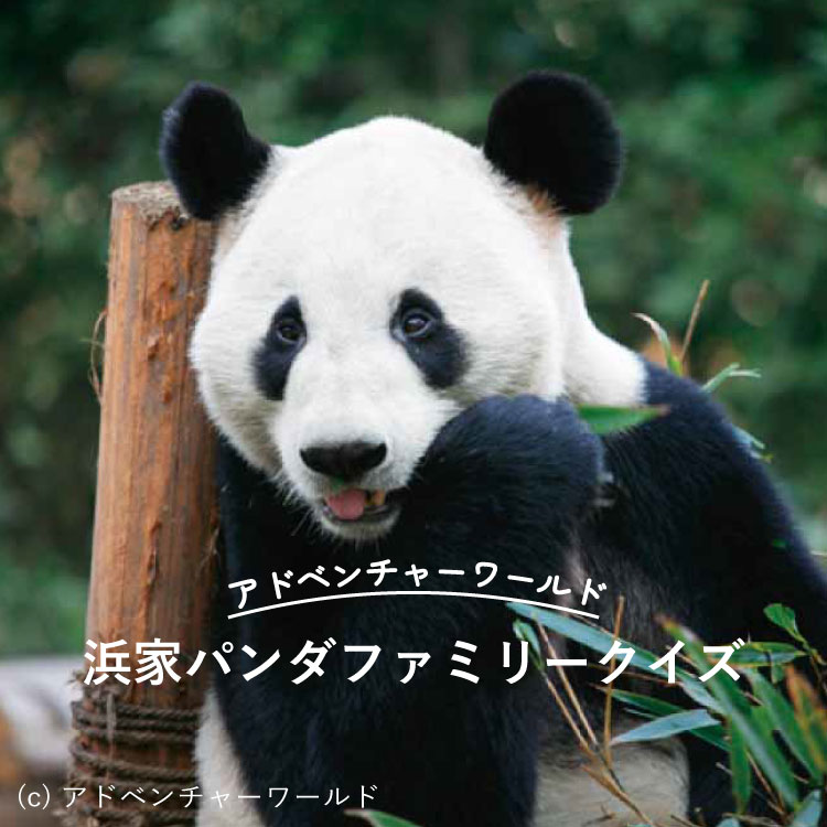 超難問？浜家パンダファミリークイズ。全6問に挑戦！