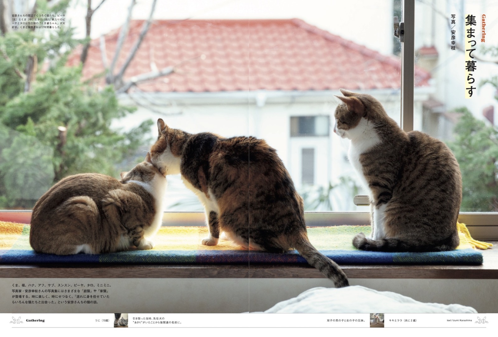 猫たちと暮らす写真家・安彦幸枝さんのページ