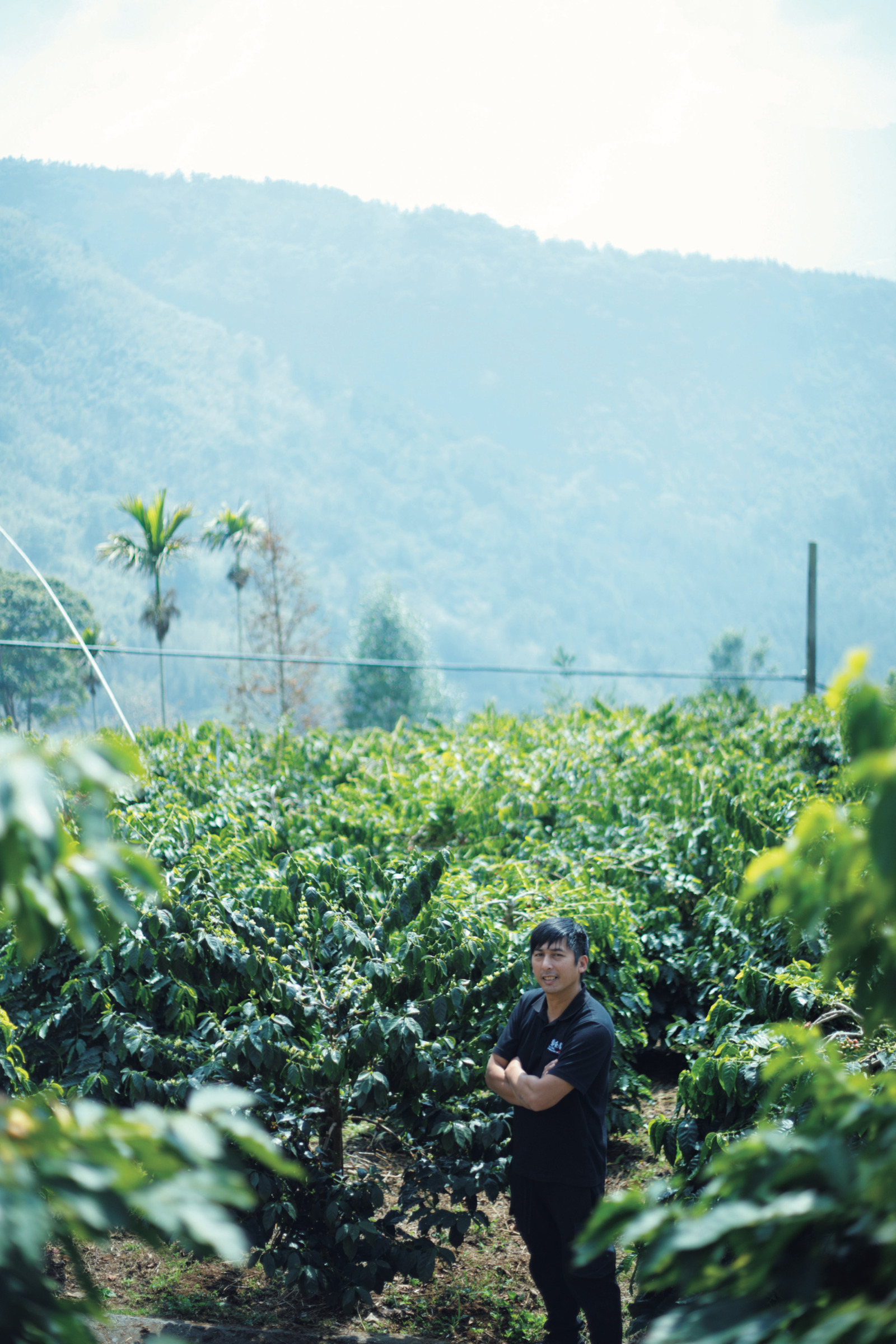 台湾　阿里山　コーヒーツリーを栽培する方政倫