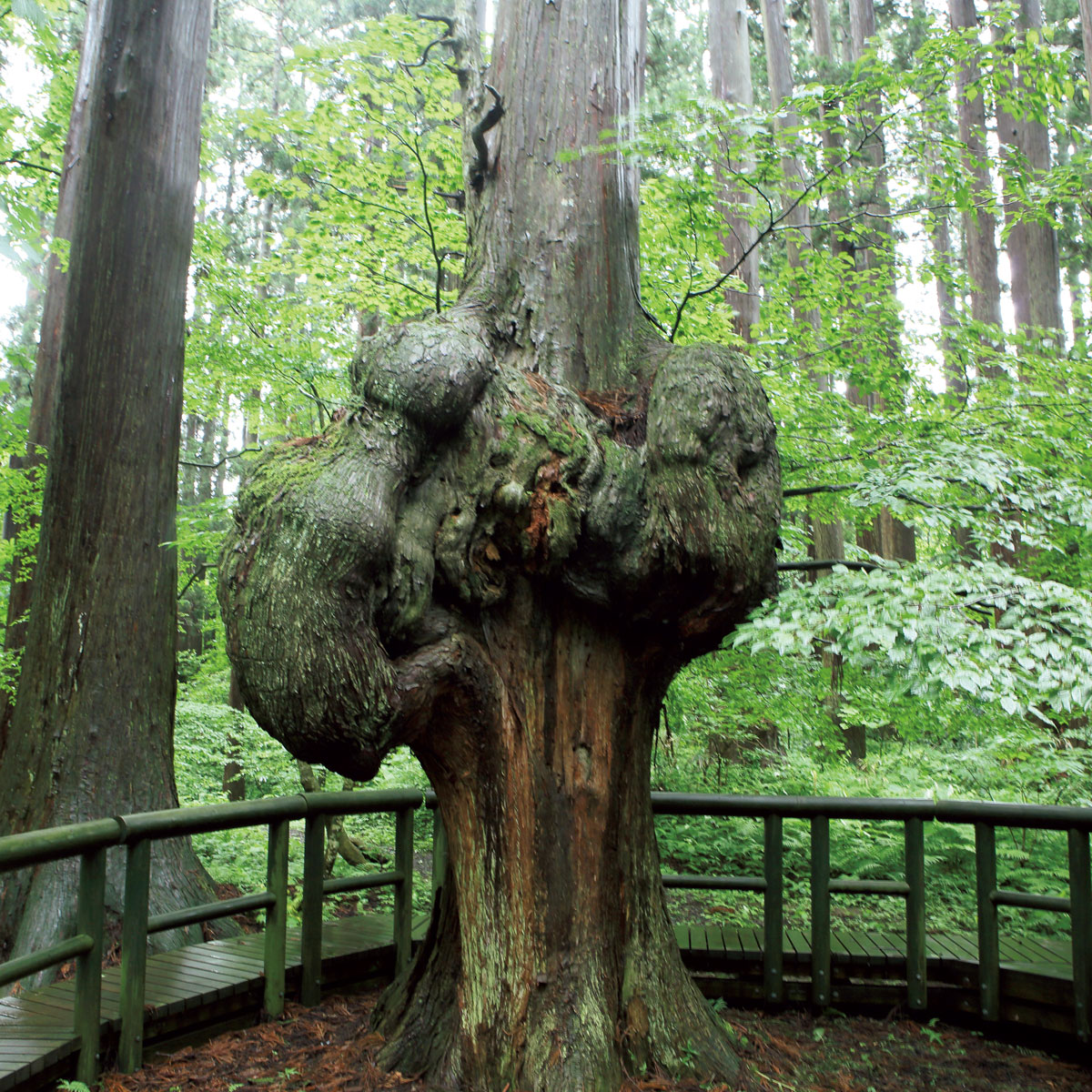 コブ杉
