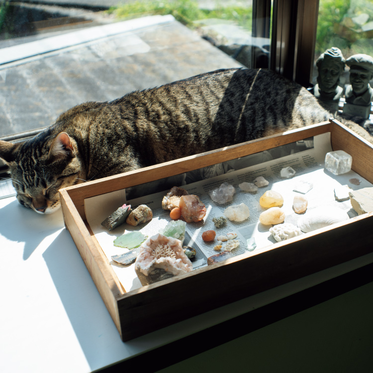 愛猫テトと鉱物が収められた引き出しの箱