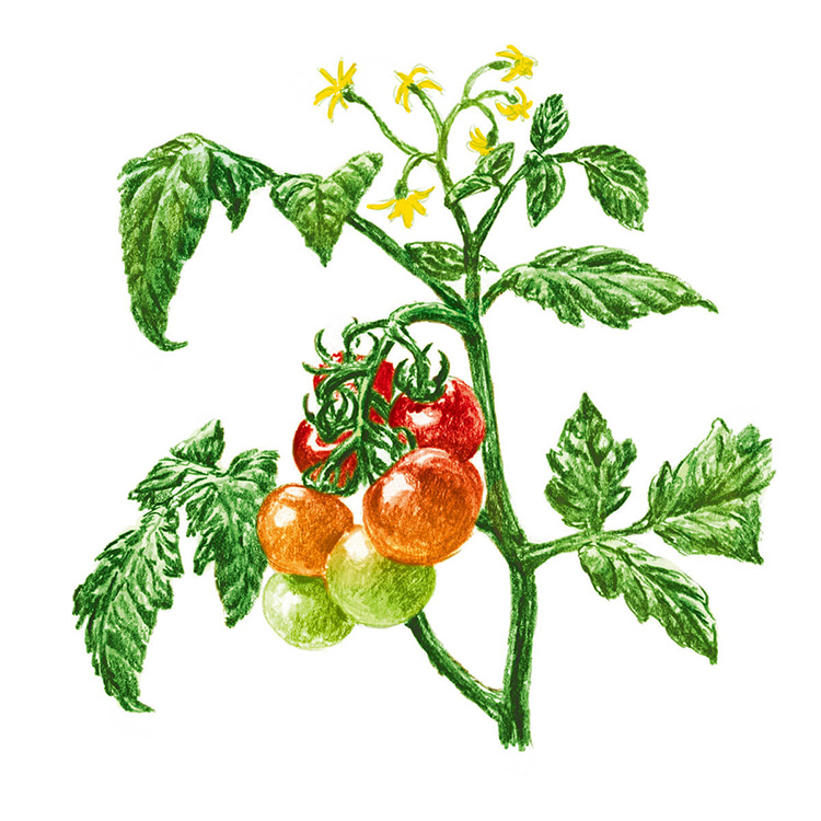 ミニトマトのイラスト