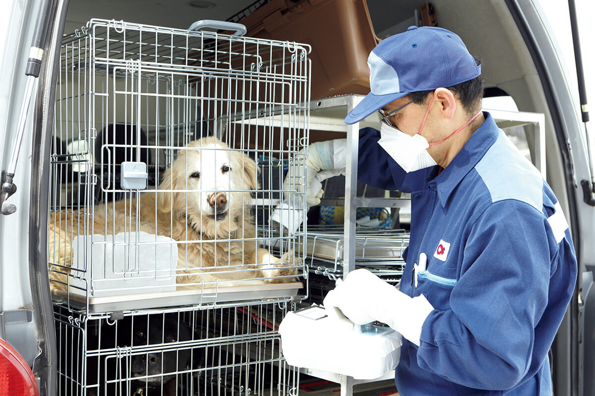 東日本大震災の被災犬