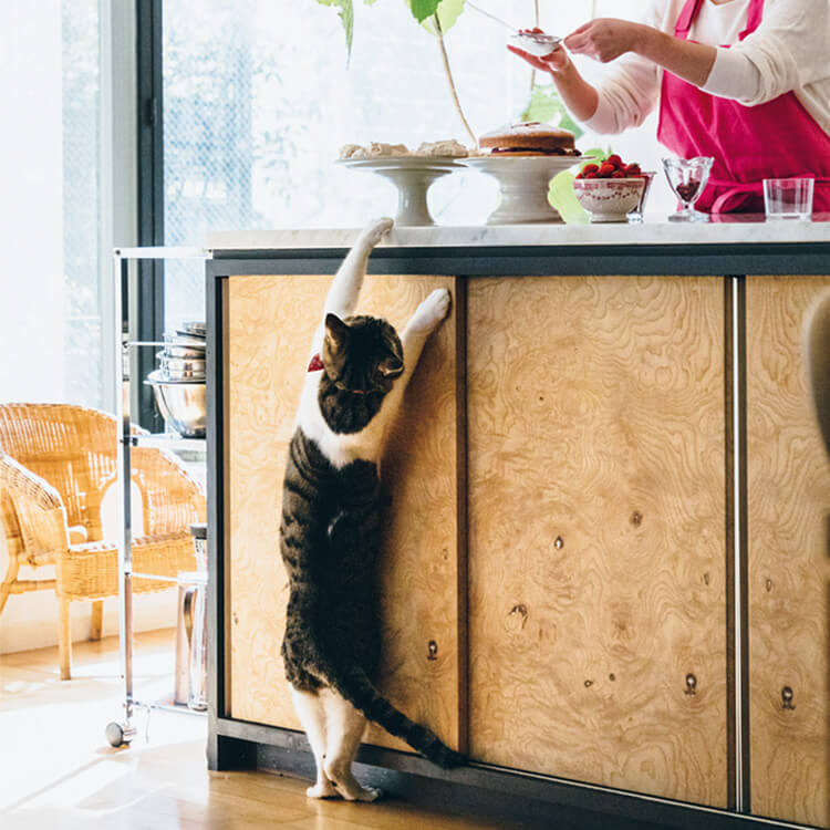 愛猫のお腹に顔をうずめて、仕事の合間にリフレッシュ。料理研究家・若山曜子×もんちゃん