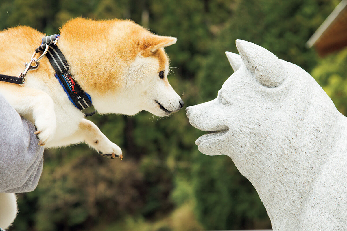 柴犬の祖先 石号の石像と柴犬 だいふく
