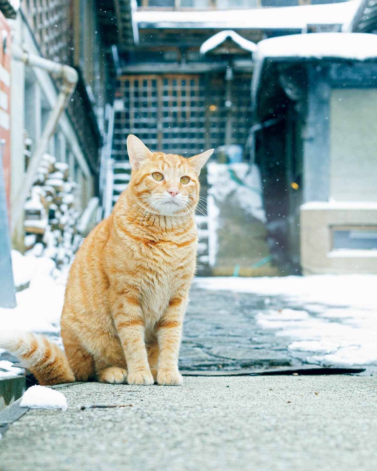 栃木〈北温泉旅館〉看板猫のマル